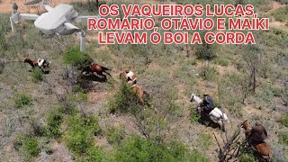 DRONE VAQUEIROS LEVAM O BOI DUAS VEZES AO CHÃO ANTES QUE SEJAM DORMINADO CARNAUBINHA BETÂNIAPE [upl. by Araj]