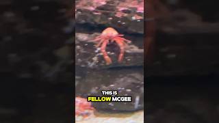 Fellow McGee at the Monterey Bay Aquarium aquarium crabs [upl. by Comyns403]