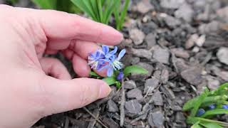 Blue Squill Spring Beauty Scilla Siberica Puschkinia scilloides Striped Squill [upl. by Eilyak]