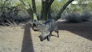 October 2023December 2023 quot A javelina holiday partyquot [upl. by Goldy]