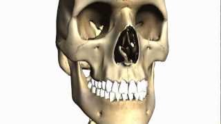 Foramina of the Skull and Cranial Fossae  Anatomy Tutorial PART 1 [upl. by Mohun30]