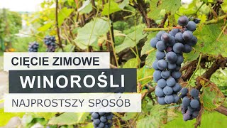 Jak przyciąć starszą winorośl Najprostszy sposób  Winogrona [upl. by Gerlac]