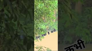 Aisa Dekha hai kabhi viral shorts pilibhit wildlife animal chukaspot wild tiger trending [upl. by Clite]