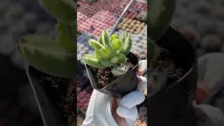 Growing up succulent [upl. by Anialahs147]