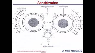 Antigen Antibody Reaction [upl. by Furie]