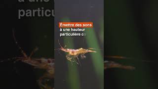 Tarapprendre  Comment communiquent les animaux marins [upl. by Aitak]