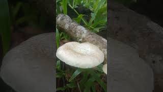 Lentinus mushrooms mushroom fungi ediblemushrooms [upl. by Darcee]