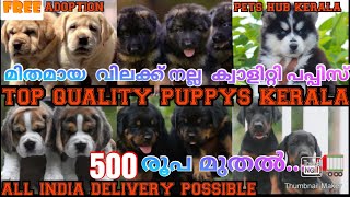 500 രൂപ മുതൽഇവിടെ ഇല്ലാത്ത Pets ഇല്ലഅതും ഇത്ര വിലക്കുറവിലും മികച്ച ക്വാളിറ്റിയിലും💯  COD ✅ [upl. by Eiramyllek153]