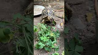 Baby tortoises eat hibiscus flower for the first time  Indian Star Tortoise Hatchlings [upl. by Anitneuq]