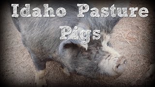 Idaho Pasture Pigs [upl. by Jamnes]