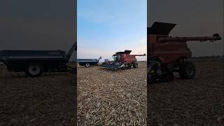 CaseIH 8250 Demo time 12 row Geringhoff Patriot farming farms agriculture farmers corn caseih [upl. by Eibbed]