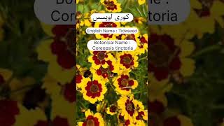 A study review of Coreopsis flowers horticulture flowertypes garden [upl. by Abihsat368]