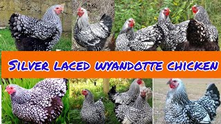 wyandotte chicken  silver laced wyandotte  wyandotte chicken colors wyandotte breeder [upl. by Amikehs551]