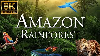 Secret Of BRAZIL  Amazon forest Pentanal PampasAnimals Documentry [upl. by Asihtal]