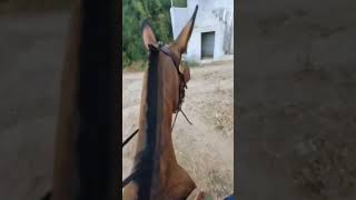 Muleriding up the mountainmuleshortsmulihorseshortvideos riding ridermuarescowboysanimals [upl. by Oneill944]