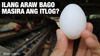 ILANG ARAW BAGO MASIRA ANG ITLOG [upl. by Ecnerat]