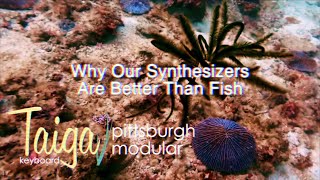 Why Our Synthesizers Are Better Than Fish [upl. by Farrish801]