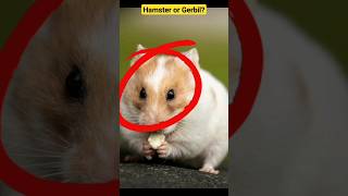 How to differentiate between a HAMSTER and a GERBIL natureplus hamsters gerbils [upl. by Sall]