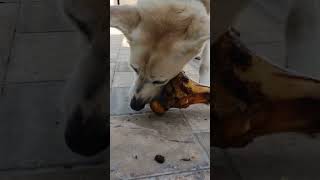 I bought my dog a huge bone from the pet store part 2 [upl. by Indyc]