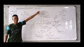 Biotransformation of DNT  Xenobiotics Metabolism [upl. by Dietrich257]