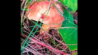 The Bolete Blues Testing Bolete Mushrooms for Edibility [upl. by Blanchard]