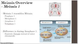 Unit 8  Genetics  2  Meiosis [upl. by Luciana]