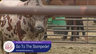 Meet Miss Rodeo Colorado and Get In On the Fun at the Greeley Stampede [upl. by Els379]