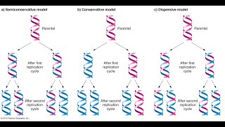 DNA Replication Semi conservative Meselson – Stahl Experiment  A level Biology Unit 1  Bangla [upl. by Mccall]