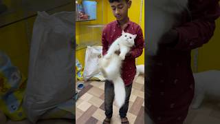 persian cat breeding pear viralvideo viralreels viralshorts catcatshorts catvideos birds [upl. by Mot]