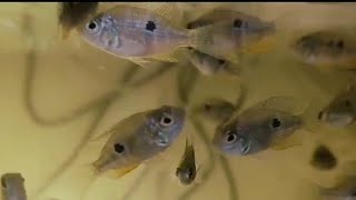 Ellioti cichlid fry growing up video log  Ellioti Cichlid FRY Fast Growth Explosion [upl. by Nonie]