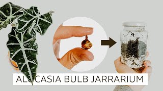 PLANTING ALOCASIA BULBS IN A JAR — Alocasia propagation [upl. by Eat]