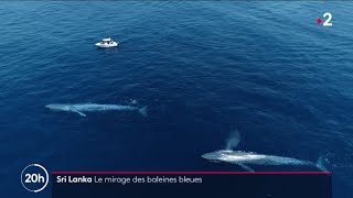 Sri Lanka  Le mirage des baleines bleues [upl. by Huang56]