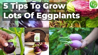 5 Essential Eggplant Growing Tips for a Bountiful Eggplants Harvest 🍆🌿 [upl. by Anisirhc]