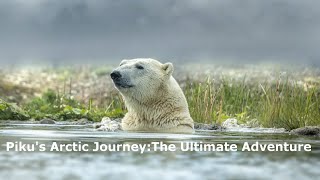 Pikus Arctic Adventure The Heartwarming Journey You Cant Miss 🐻‍❄️🎈motivation CourageAndMagic [upl. by Volotta354]