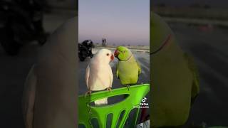 Parrot 🐦 Talking Each other foryou viralvideo nature trending viral viralshorts birdslover [upl. by Lucier]