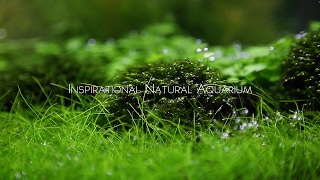 Inspirational Natural Aquarium [upl. by Knowland]