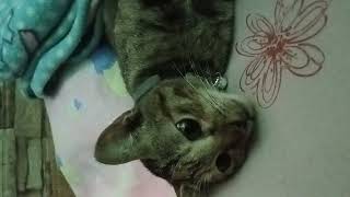 sosyal na pusankakumot subscribers satisfyingvideo funnycat [upl. by Haela]