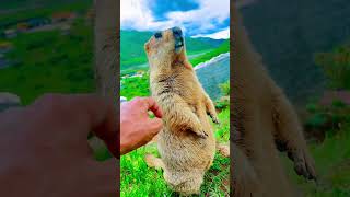 Cute Wild animal bobak marmot or prairie dog 583 [upl. by Binette]