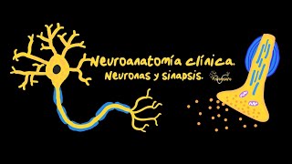 NEURONAS y SINAPSIS Partes clasificación y funciones EXPLICADO Fácil [upl. by Ailahtan]