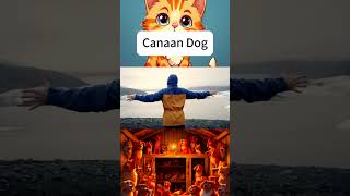 Canaan Dog丨MTPETSNET丨cat shorts PopularScience [upl. by Nnyleahs]