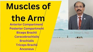 Muscles of the Arm [upl. by Aramak]