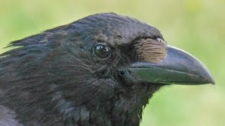 Snap shooting crows with HMR [upl. by Skye]