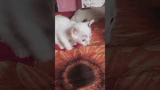 My cutey Cute Cat Reaction cat minicat catshorts catlovercatshorts mewo shorts viralshorts [upl. by Girish]