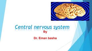 CNS Physiology Lecture 8 Pain analgesia system [upl. by Yenaffit]