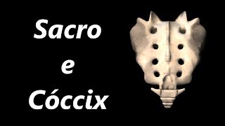 Anatomia do Sacro e do Cóccix em 3D [upl. by Iramat297]