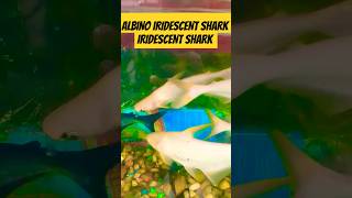 ALBINO IRIDESCENT SHARK AND IRIDESCENT SHARKfreshwaterfishfishspeciesfunnycomedyshortsparrot [upl. by Nauqes519]