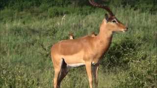 Impala African Antelope in the Kruger National Park South Africa [upl. by Aira]