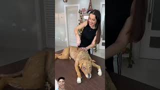 Dogs cake prank l dog funny pets shorts [upl. by Nyleahs]