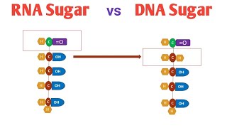 Difference Between Deoxy Ribose amp Ribose Sugar Importance of Deoxy Ribose amp Ribose Sugar [upl. by Venola742]