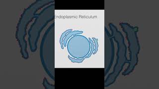 Endoplasmic Reticulum Transport Overview cellbiology [upl. by Keyte153]